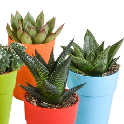 cactus-en-vetplanten-mix-5-5-cm-15-stuks-in-gekleurde-plasticpot