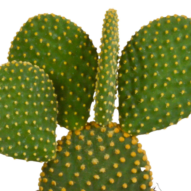 cactus-mix-10-5-cm-3x-zonder-pot