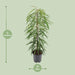 ficus-binnendijkii-alii-80cm-21o