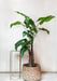 kunstplant-alocasia-olifantsoor-180-cm