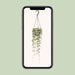 ceropegia-woodii-hang-o14cm-↕50cm