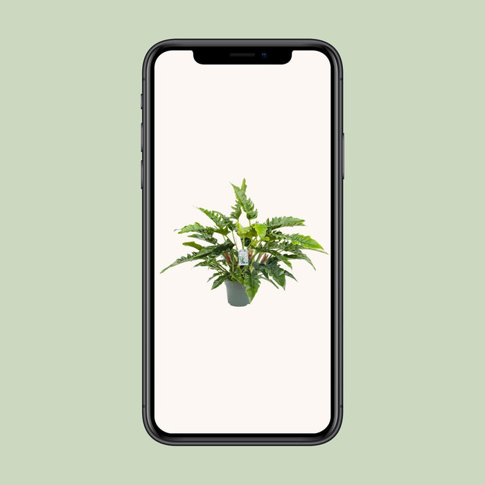 philodendron rambo Philodendron Rambo - ↕65cm