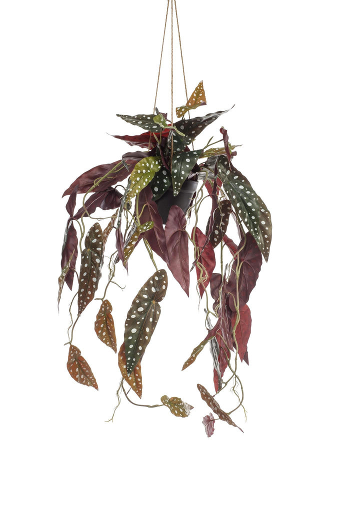 Kunstplant - Begonia Maculata - Stippenbegonia - ↕80cm — Planten247.nl