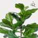 kunstplant-ficus-lyrata-tabaksplant-100-cm