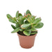 crassula-ovata-sunset-o10-5-↕15