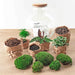 diy-terrarium-bolder-bob-bonsai-↕-30-cm-normal