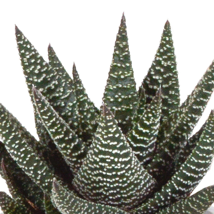gasteria-haworthia-mix-8-5cm-3x-in-terracotta-pot