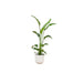 combi-deal-strelitzia-nicolai-inclusief-elho-jazz-round-wit-o23-130-cm