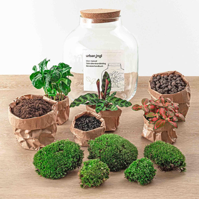 diy-terrarium-billie-botanical-↕-30-cm-normal
