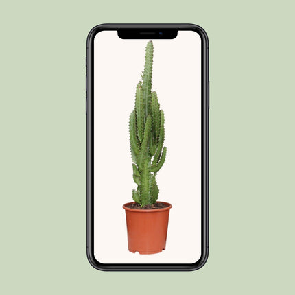 euphorbia-trigona-o17cm-↕70cm
