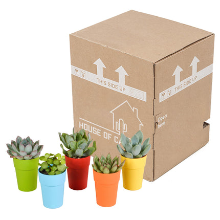 vetplanten-mix-5-5-cm-5x-in-gekleurde-plasticpot
