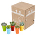 vetplanten-mix-5-5-cm-5x-in-gekleurde-plasticpot