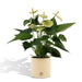anthurium-andreanum-vanilla-incl-pure-zink-45cm-o12
