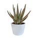aloe-zebrina-dannyz-10-5cm-in-witte-pot