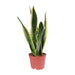 sansevieria-black-superba-o14cm-↕45cm