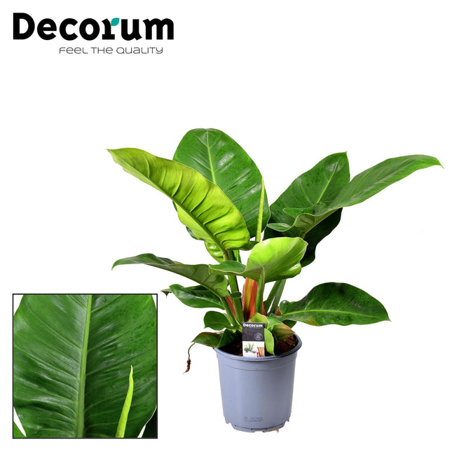 philodendron-imperial-green-o19cm-↕55cm