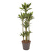 dracaena-janet-lind-carrousel-170-cm-o34