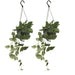 2x-scindapsus-pictus-epipremnum-25cm-o15