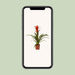 guzmania-ostara-o12cm-↕45cm