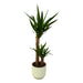 yucca-100cm-o21cm-inclusief-elho-vibes-fold-round-wit-d22xh20
