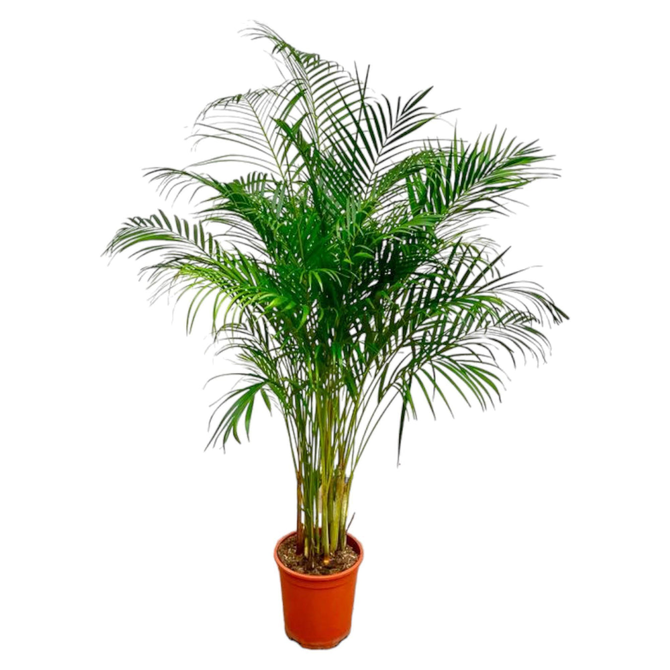 dypsis-lutescens-areca-palm-180-cm-o24