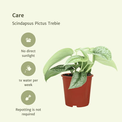 2x-scindapsus-pictus-trebie-epipremnum-15cm-o12