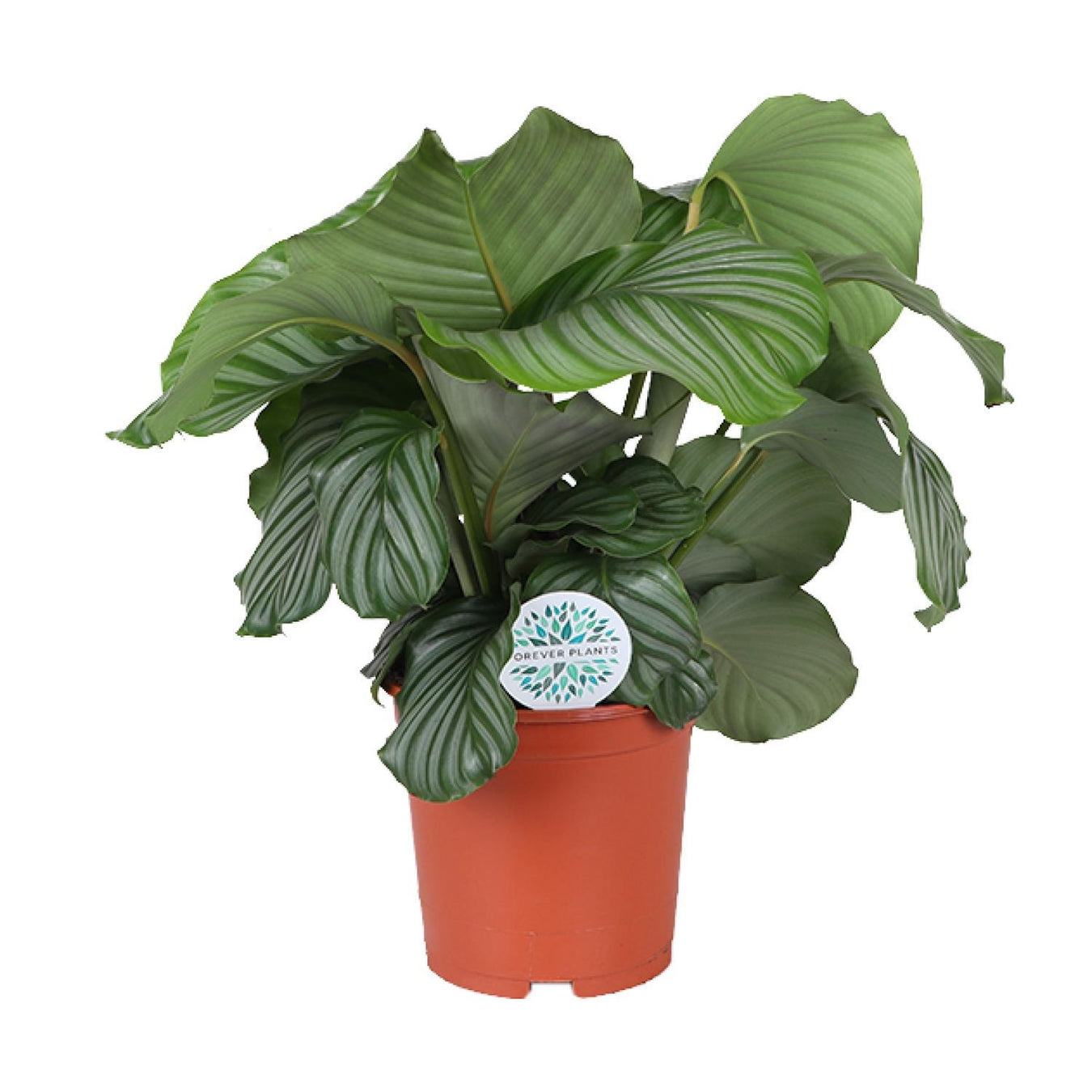 Calathea