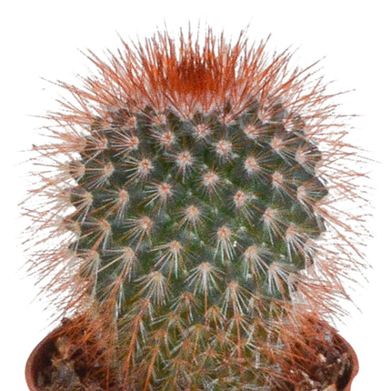 cactus-mix-5-5-cm-10x-zonder-pot