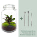 diy-terrarium-jar-calathea-↕-28-cm-normal