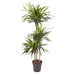 dracaena-riki-140-cm-o24