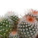 bolcactus-mix-8-5-cm-3-stuks-in-witte-pot