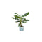 combi-deal-bananenplant-musa-inclusief-ocean-round-atlantisch-blauw-o22-100-cm
