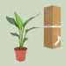 strelitzia-reginea-o12cm-↕40cm
