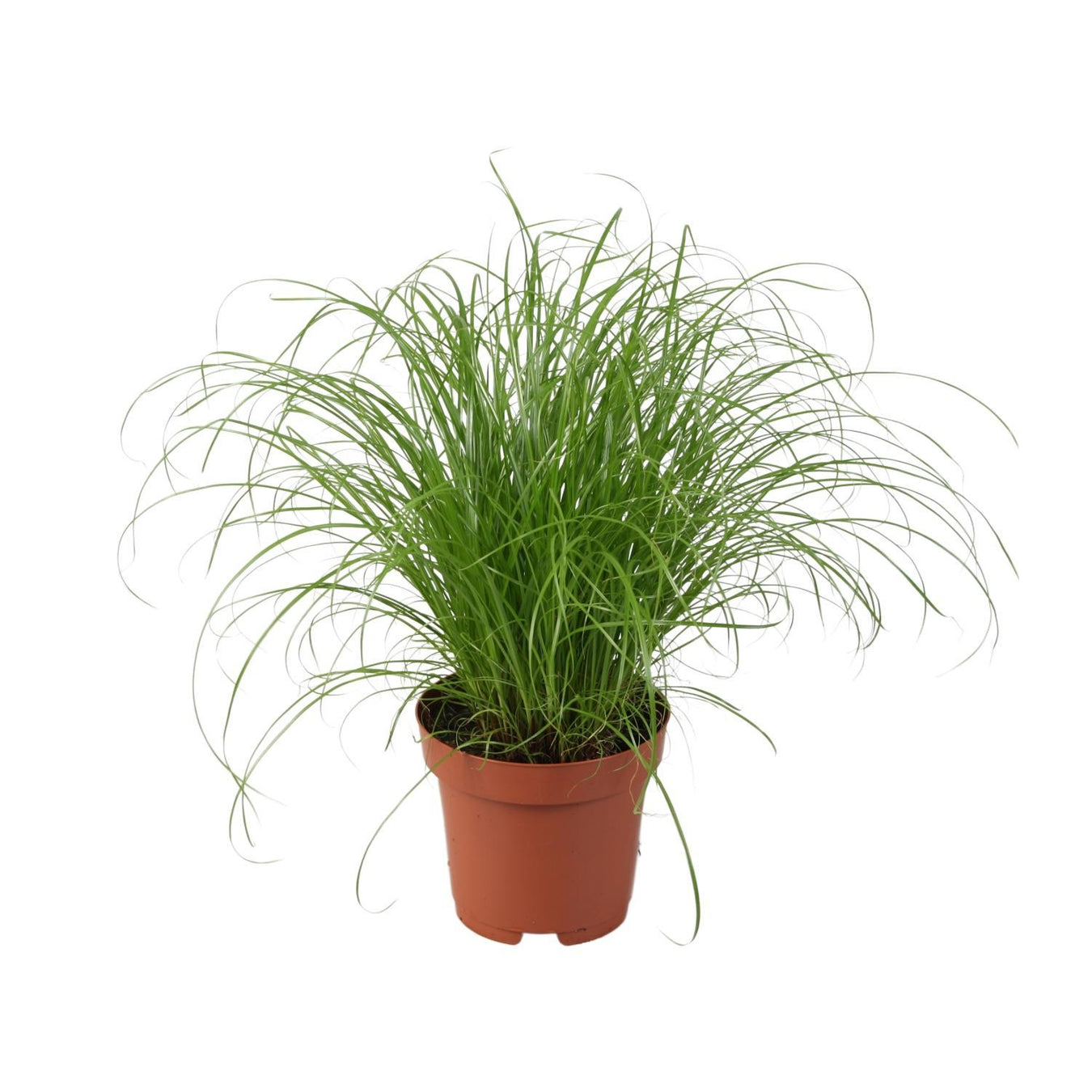 Parapluplant (Cyperus Alternifolius)