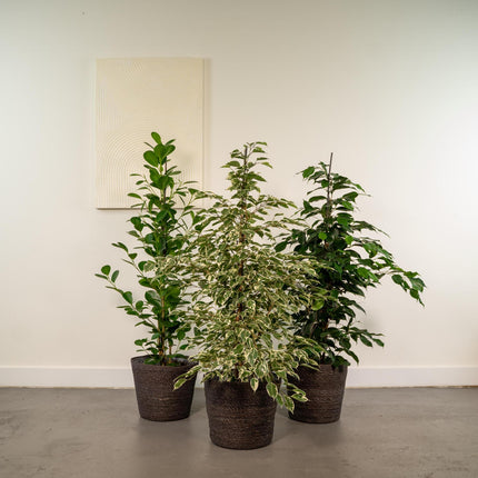 ficus-benjamina-danielle-95cm-o21cm-ficus-benjamina-twilight-95cm-o21cm-ficus-microcarpa-moclame-95cm-o21cm-incl-mand-igmar