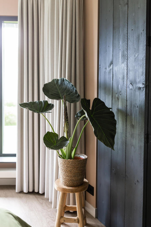 alocasia-regal-shield-o24cm-↕110cm