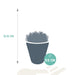 echeveria-mix-8-5-cm-3x-in-witte-pot