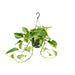 epipremnum-marble-queen-o15-25cm
