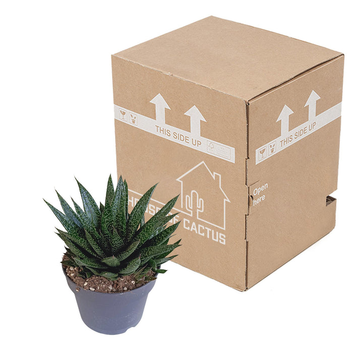 gasteria-d-due-17cm