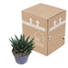 gasteria-d-due-17cm