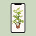 schefflera-charlotte-o13cm-↕45cm