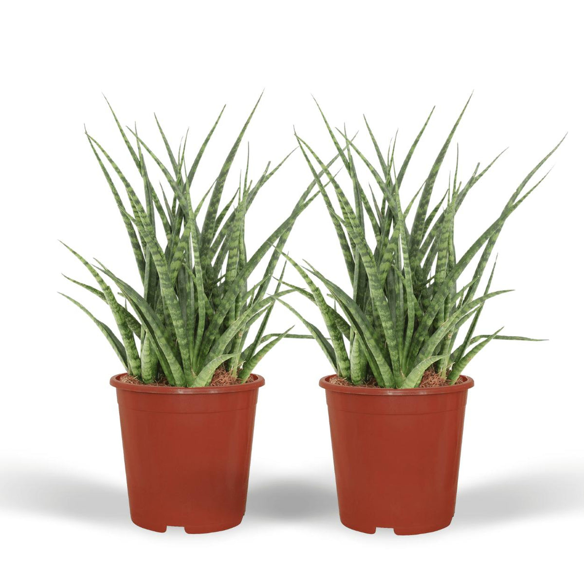Sansevieria Fernwood Punk - ↕30cm - Ø12cm