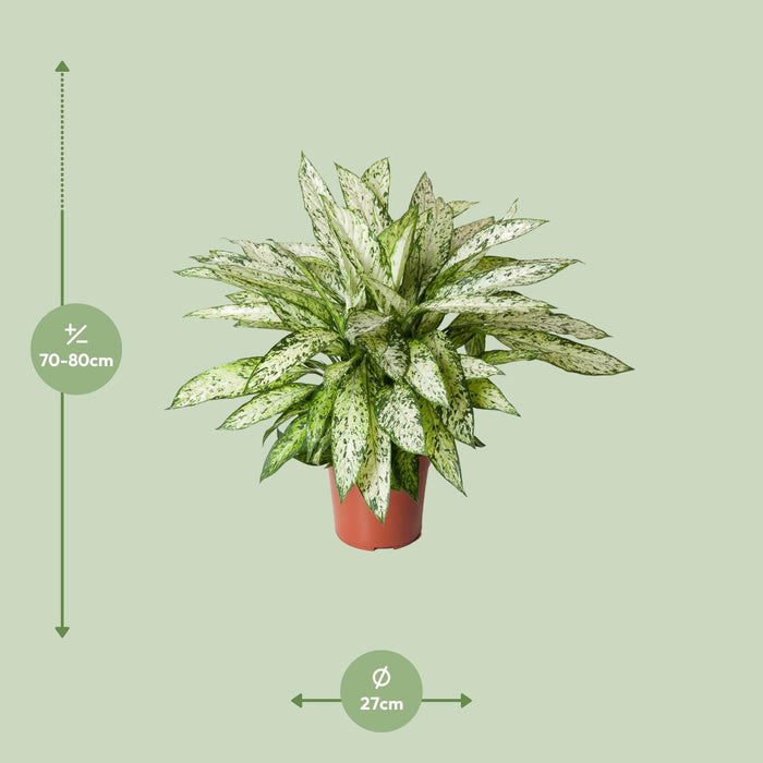 dieffenbachia tipos Dieffenbachia Vesubio - ↕80cm