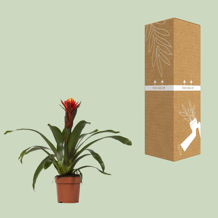 guzmania-happiness-o12-↕45