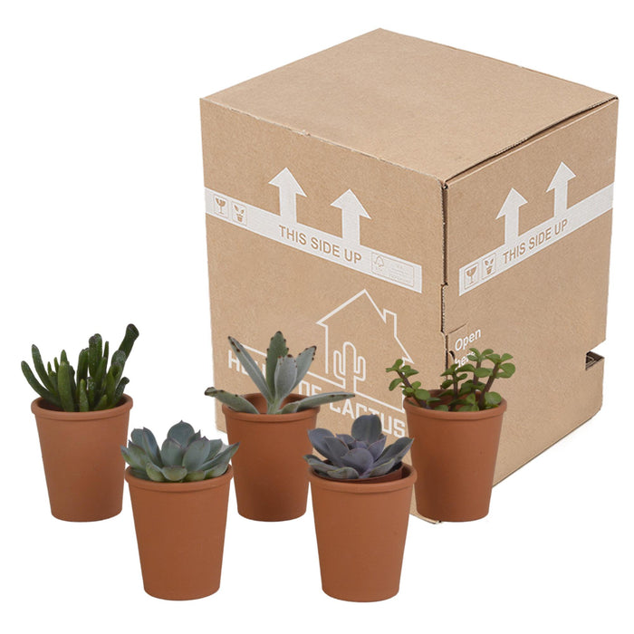 vetplanten-mix-5-5-cm-5x-in-terracotta-pot