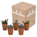 vetplanten-mix-5-5-cm-5x-in-terracotta-pot