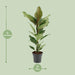 ficus-benghalensis-joy-o17cm-↕65cm