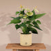 anthurium-andreanum-vanilla-incl-pure-zink-45cm-o12
