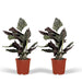 2x-calathea-ornata-pauwenplant-50cm-o14