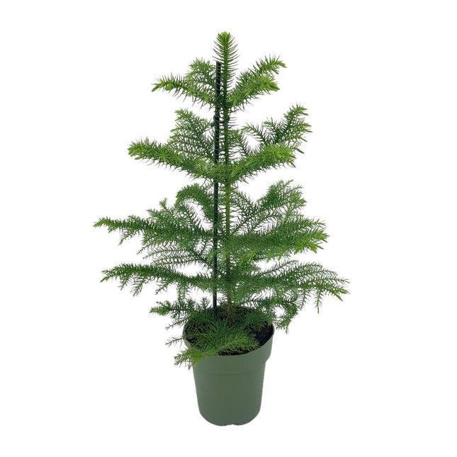 araucaria-heterophylla-o14-40cm